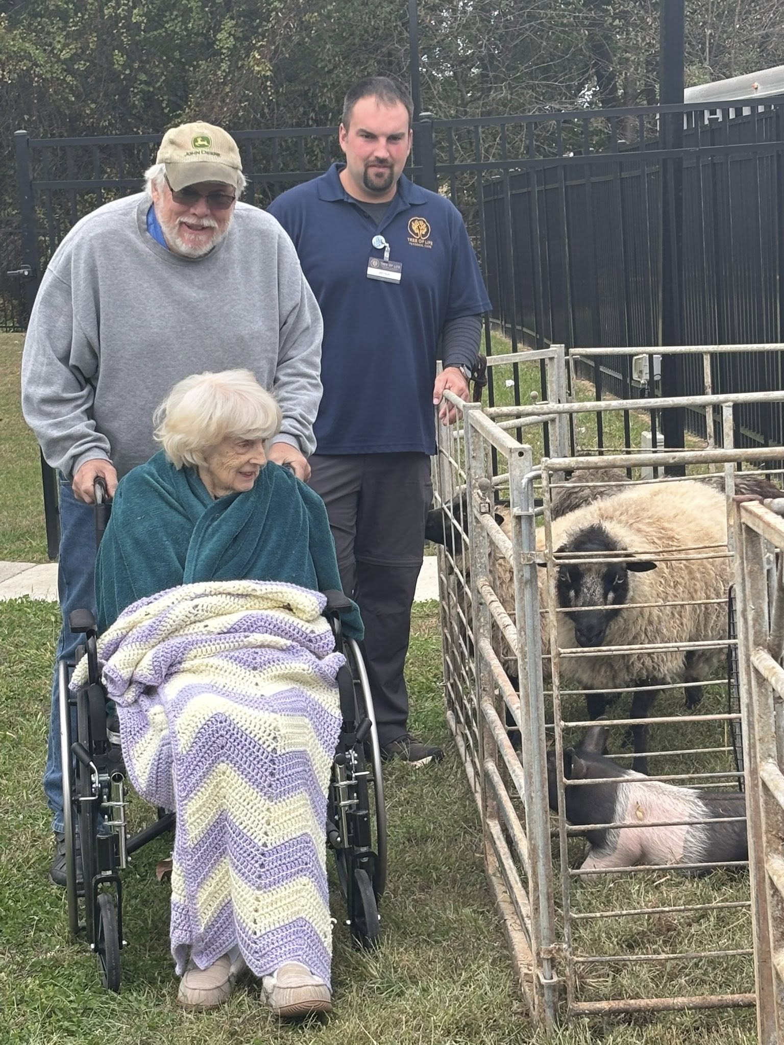  lady in a wheelchair looking at sheep